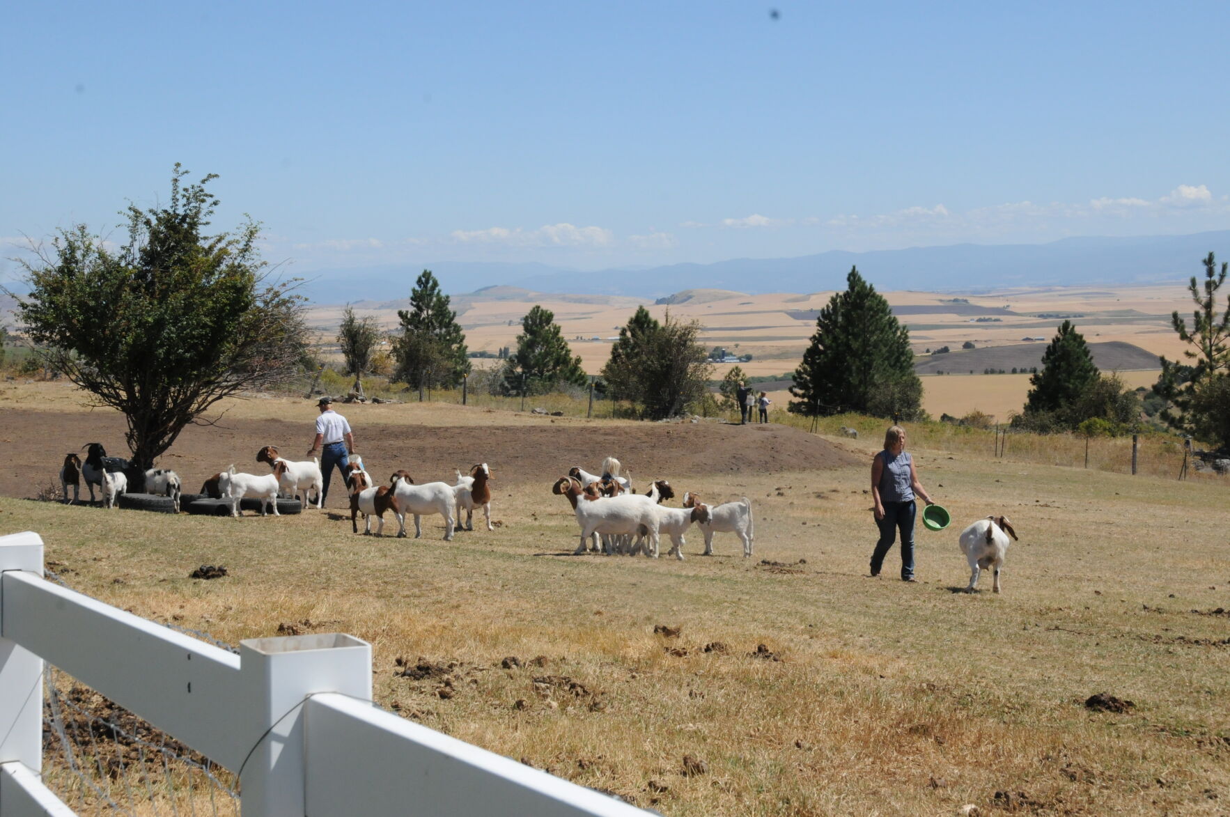 Boer goats photo 3
